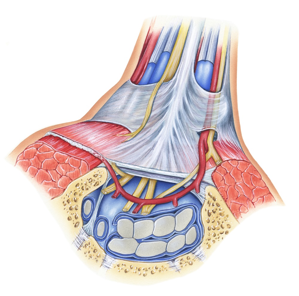 Transverse Carpal Ligament Pain