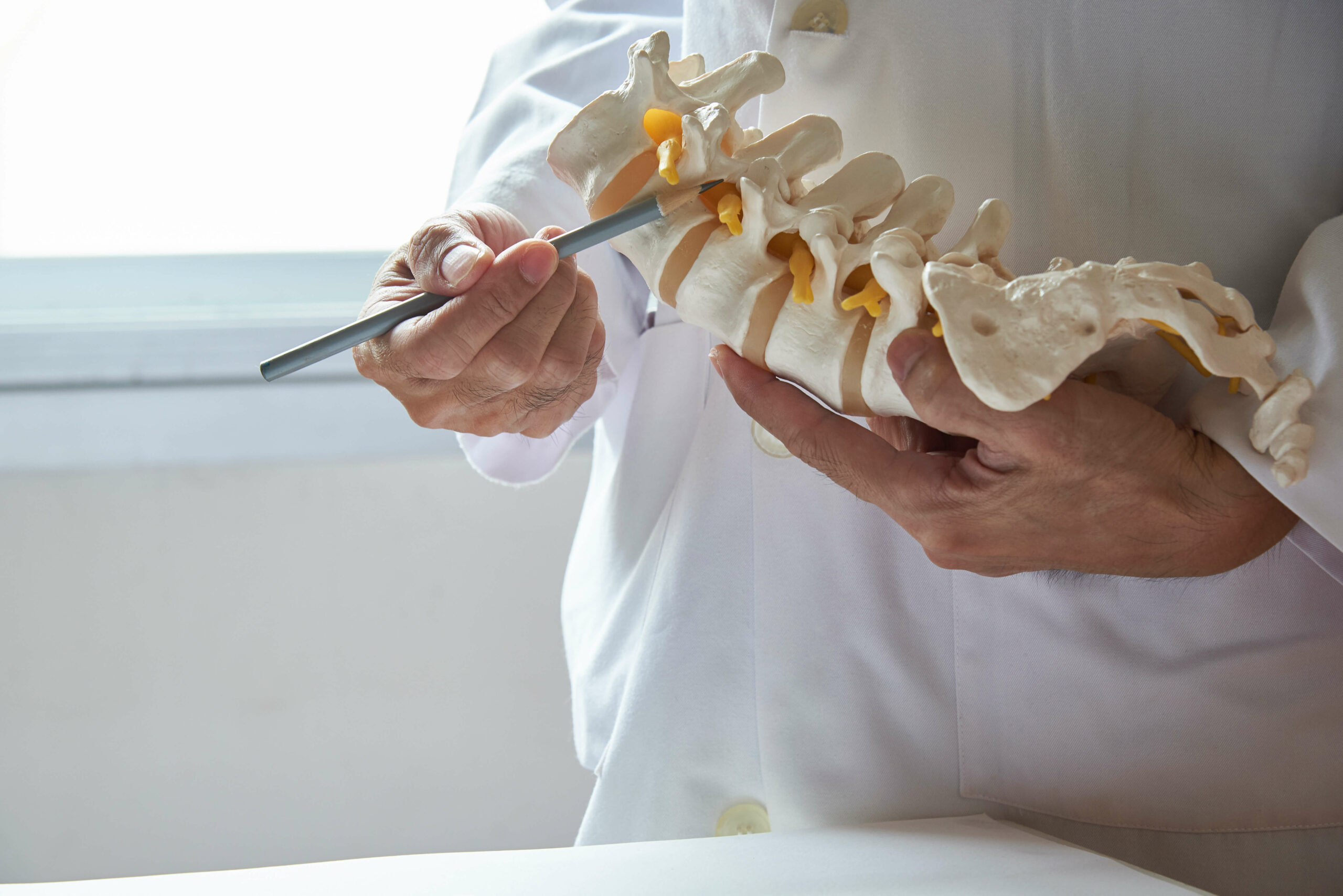 Physician holding a spine model